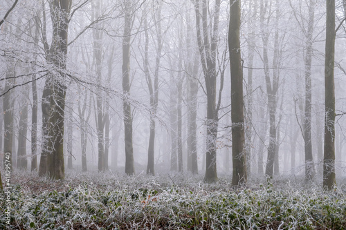 Wallpaper Mural Winter woodland with trees covered in rime ice in fog, Highclere, Hampshire, England, United Kingdom, Europe Torontodigital.ca