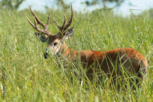 Marsh deer adult male with horns, grazing in green field with tall grass