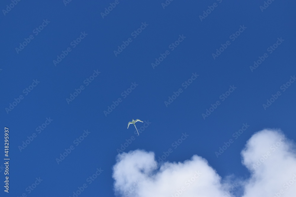 Fototapeta premium Amazing blue sky with clouds and a beautiful White-tailed tropic bird, it breeds on tropical islands, laying a single egg directly onto the ground.