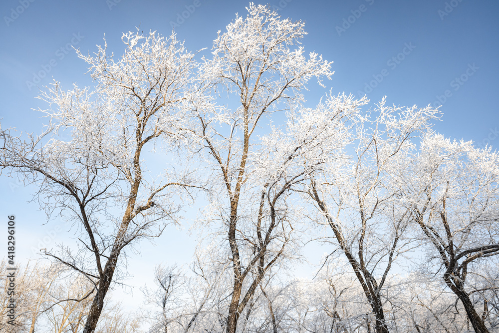 Branches of trees covered with white frost against the blue sky, winter landscape. Branches of trees covered with white frost against the blue sky, winter landscape.