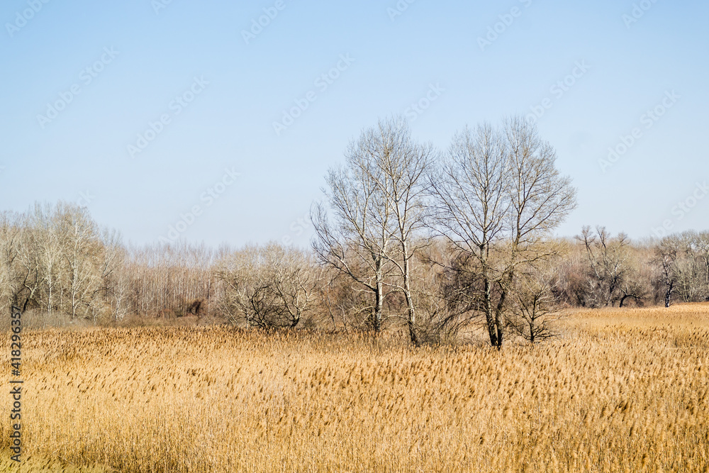 Landscape, in front of the forest sown with reeds, Petrovaradin, Novi Sad, Serbia. Landscape, in front of the forest sown with reeds, Petrovaradin, Novi Sad, Serbia.