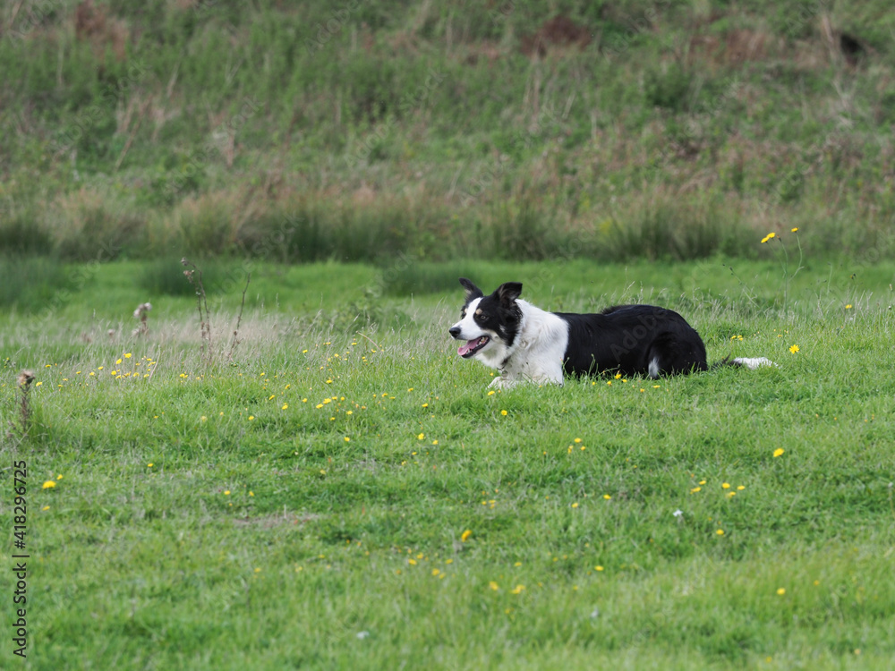 Working Sheep Dog Working Sheep Dog