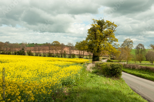 Summertime Canola crops in the countryside