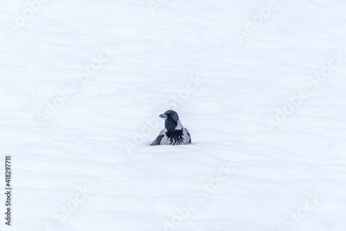 Black Headed Crow in the Snow