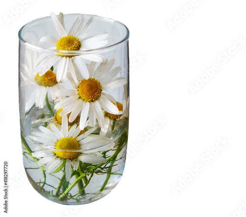 daisies in a vase © Elizaveta Brunova