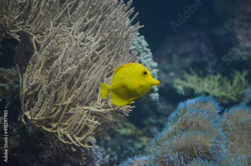 Gelbes Zebrasoma, Gelbe Tang Fisch Zebrasoma photo