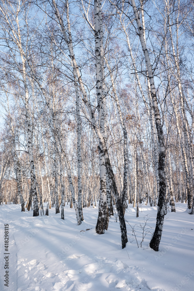 winter landscape birch forest nature winter landscape birch forest nature