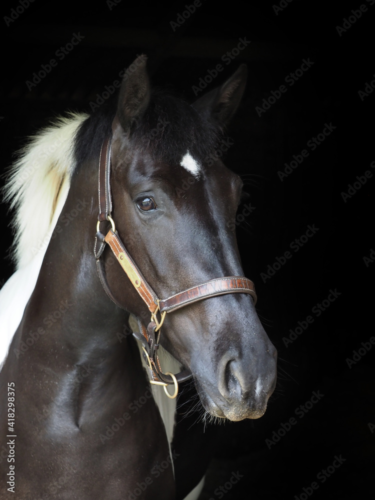 Obraz premium Piebald Horse Headshot