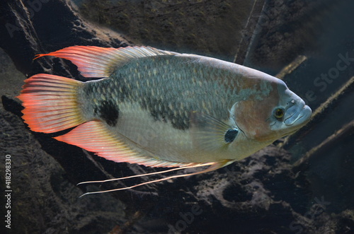 Giant gourami, Osphronemus goramy, Süsswasserfische