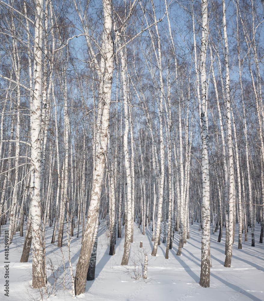 winter landscape birch forest blue sky sunny day winter landscape birch forest blue sky sunny day