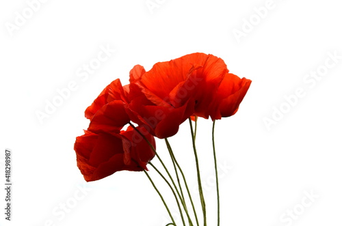Red poppies isolated