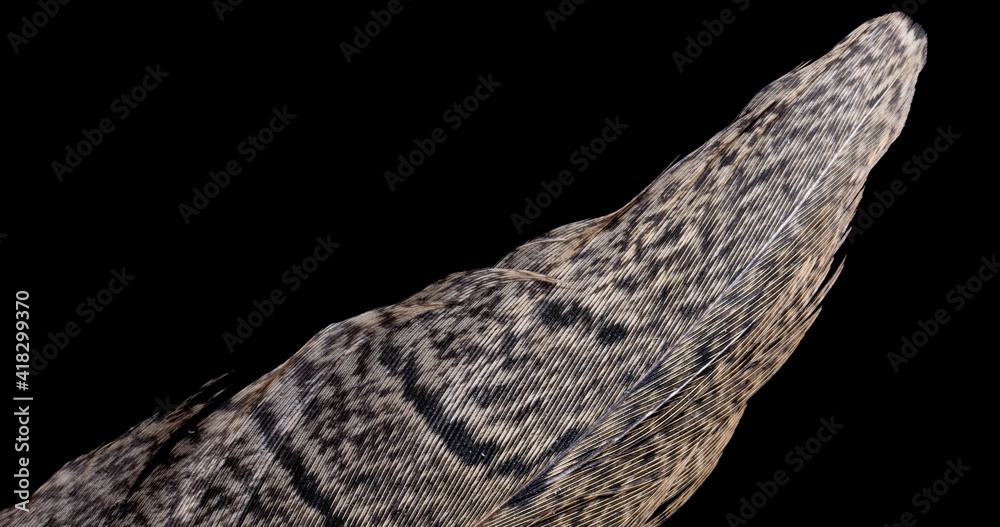 pheasant feather on black isolated background