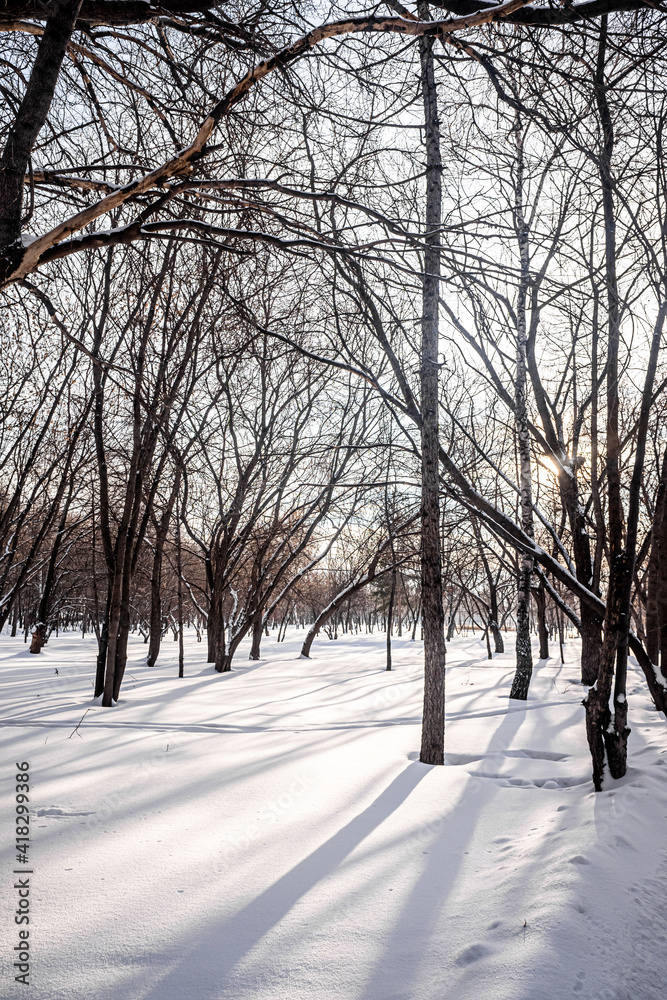 Winter landscape, bare trees against the blue sky with the sun. Winter landscape, bare trees against the blue sky with the sun.