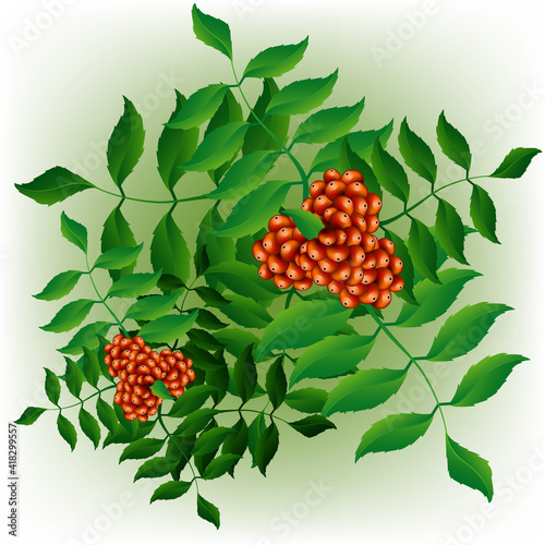 Abstract background with green decorative leaves and bunches of rowan berries