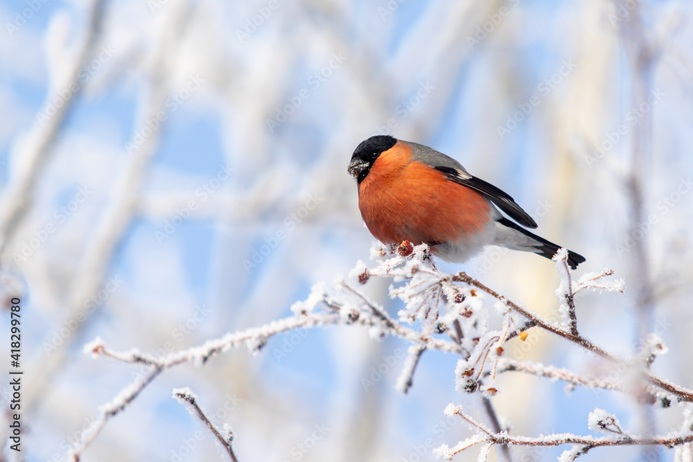 Beautiful birds in winter on a tree branch against the background of the sky. Beautiful birds in winter on a tree branch against the background of the sky.