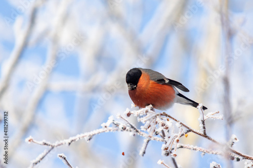 Beautiful birds in winter on a tree branch against the background of the sky.