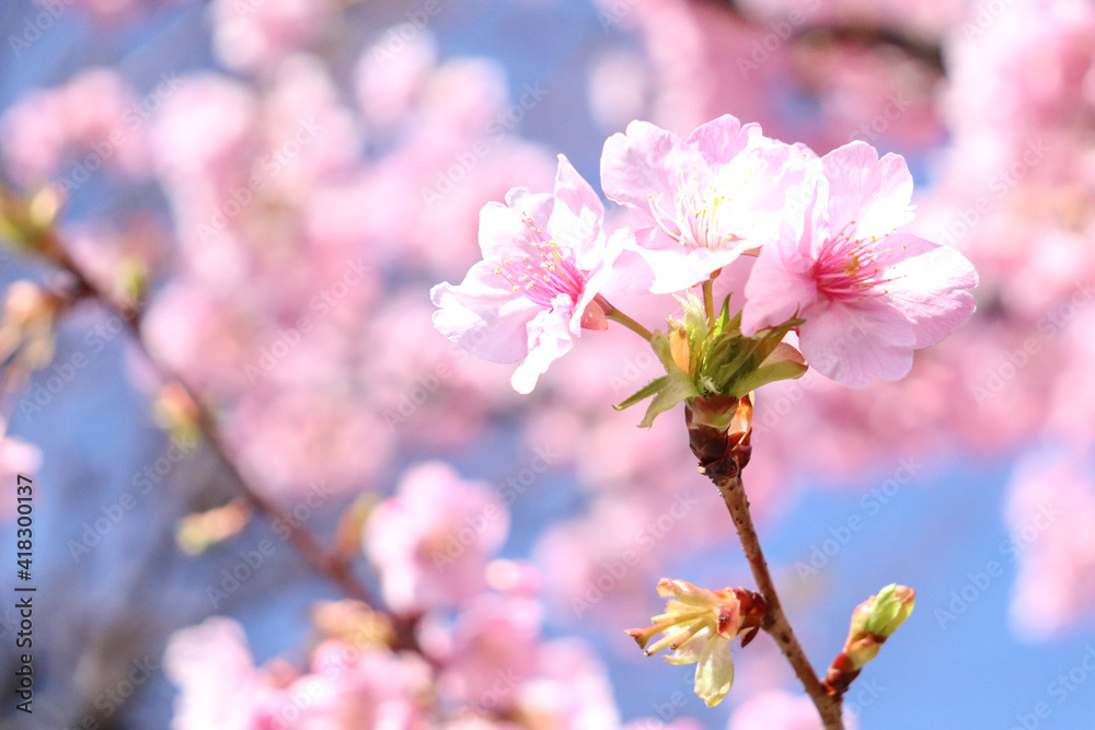 サクラ 花 満開 桜 美しい 花見 さくら ピンク 花 入学 卒業 新生活 