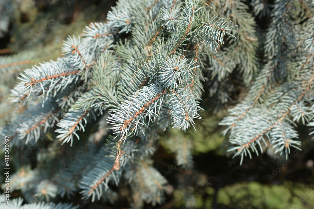 Colorado blue spruce