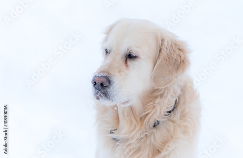 White Golden Retriever in Snow Covered Forest in Northern Europe © JonShore