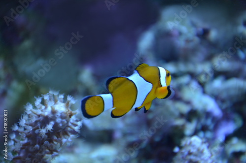 fish on reef photo