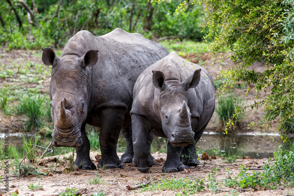 Baby and mother white rhinoceros looking around in Sabi Sands Game Reserve in the Greater Kruger Region in South Africa Baby and mother white rhinoceros looking around in Sabi Sands Game Reserve in the Greater Kruger Region in South Africa