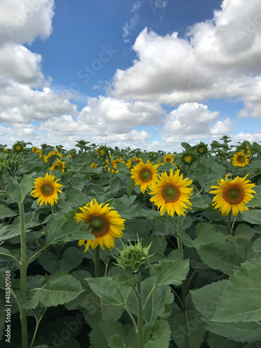 sunflower  field  flower  nature  sky  summer  agriculture  yellow  sunflowers  green  plant  blue  sun  bright  flowers  landscape  leaf  growth  farm  rural  color  sunny  floral  meadow  beauty