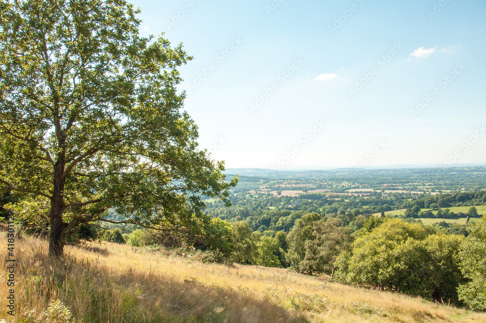 Trees along the Malvern hills of England.