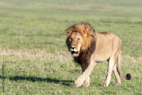 Fototapeta Naklejka Na Ścianę i Meble -  Adult male lion walking through grasslands of the Masai Mara