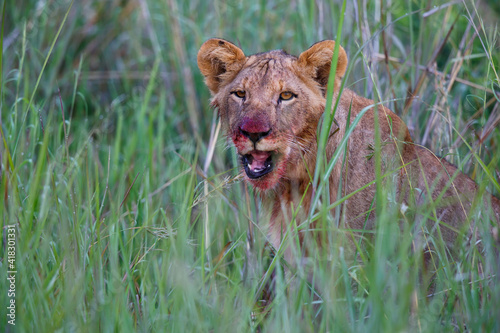 Lion eating a prey in Nambiti Game Reserve near Ladysmith in South Africa photo