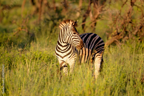 Zebra walking around in Nambiti Game Reserve near Ladysmith in South Africa