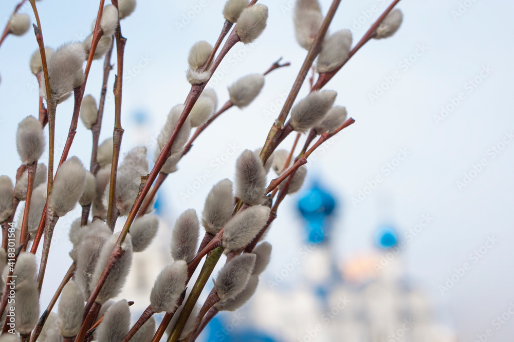 Willow branches with buds against on blue background with copy space . The concept of spring or Easter. Spring greeting card . willow sunday , forgiveness sunday religious holiday concept. Willow branches with buds against on blue background with copy space . The concept of spring or Easter. Spring greeting card . willow sunday , forgiveness sunday religious holiday concept.
