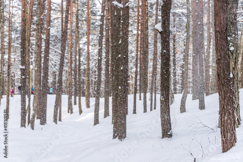 Snowy Pine Forest with Long Shadows in Latvia