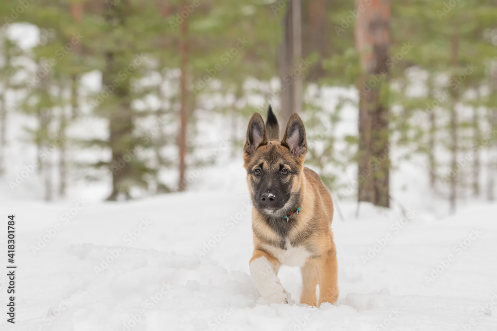 East siberian laika puppy is walking in snowy forest