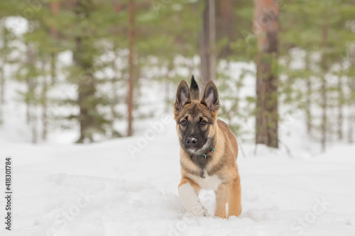 East siberian laika puppy is walking in snowy forest © Juha Saastamoinen
