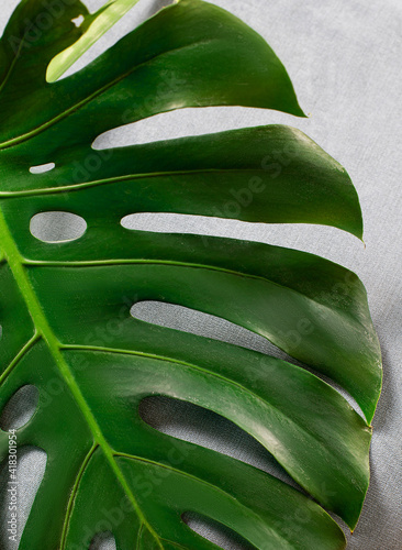 green leaf on a tree