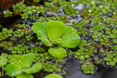 Raindrops on a water lettuce (pistia stratiotes) in the pond, Vietnam