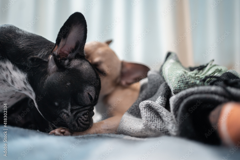 closeup of couple cute french bulldog dogs kissing and resting on sofa at home