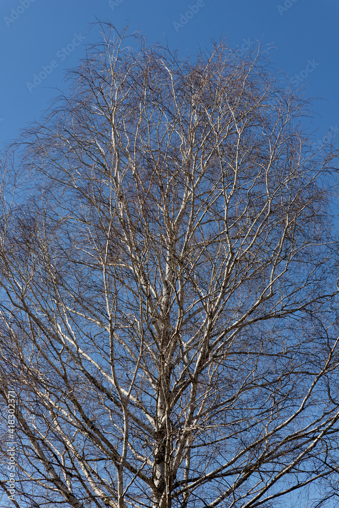 Birch canopy against the bright blue sky Birch canopy against the bright blue sky