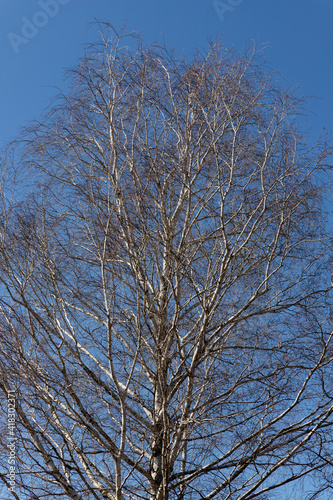 Birch canopy against the bright blue sky