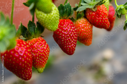 Strawberry in the pots