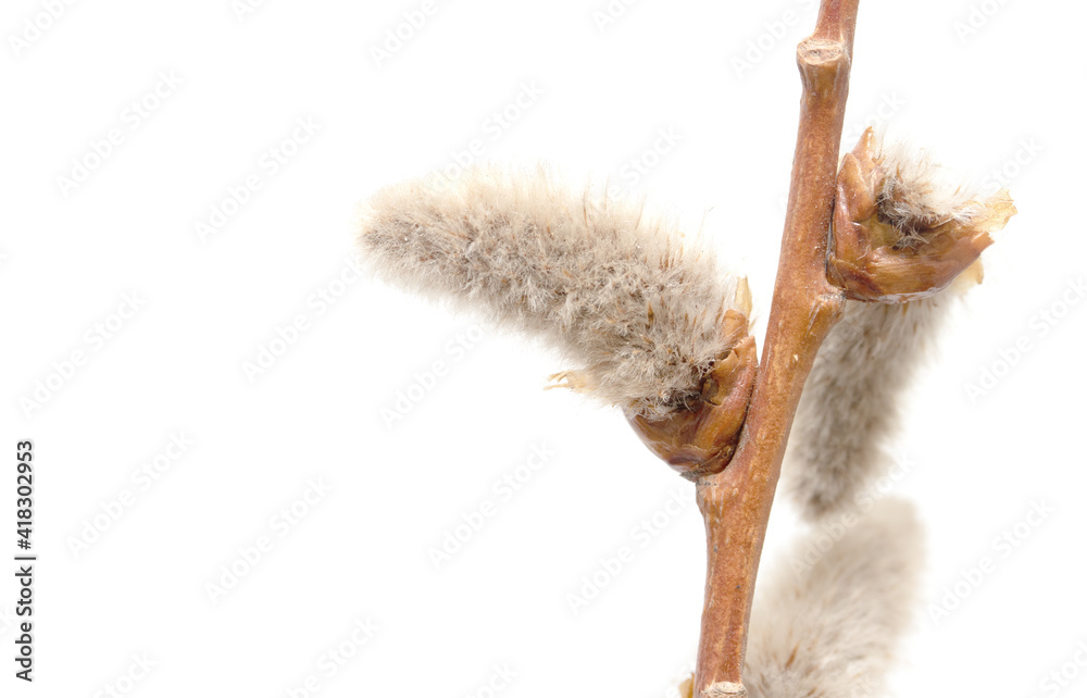pussy willow branch on white background pussy willow branch on white background