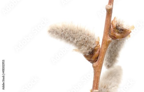 pussy willow branch on white background © Prikhodko