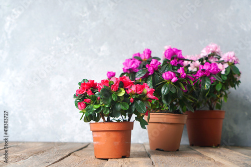 Fototapeta Naklejka Na Ścianę i Meble -  Houseplants. Beautiful azalea flowers in a flowerpots. Flower potting background with copy space. Red azalea and pink azalea.