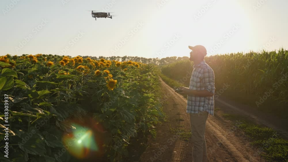 Farmer controls drone over a field of sunflowers at sunset. Application of modern technologies in agriculture