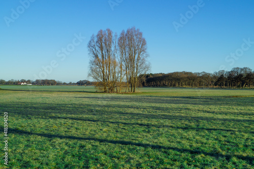 landscape with a tree