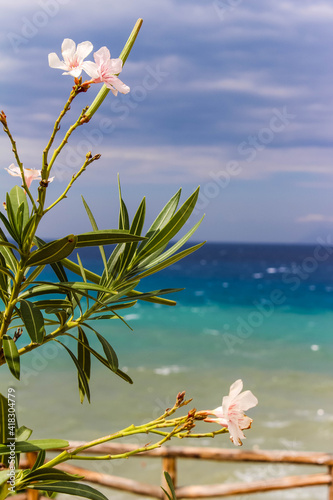 white orleander flower in front of the ocean and blue sky in calabria photo