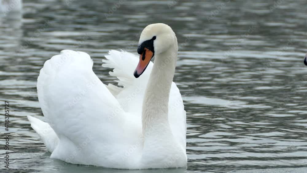 White swan swims on a winter lake. Beautiful wild bird. White swan swims on a winter lake. Beautiful wild bird.
