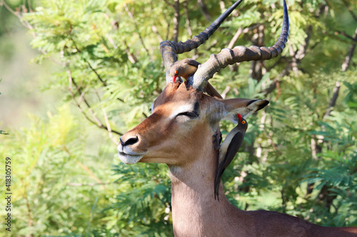 Schilderij op canvas Kruger National Park: Impala ram attended by oxpeckers