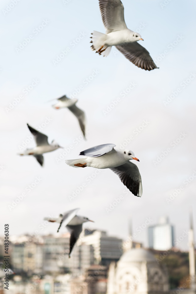 Fototapeta premium Vertical photo of seagulls flying above a city