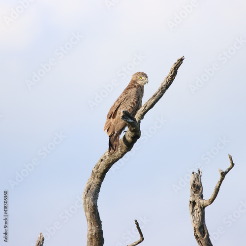 Kruger National Park: Brown snake-eagle